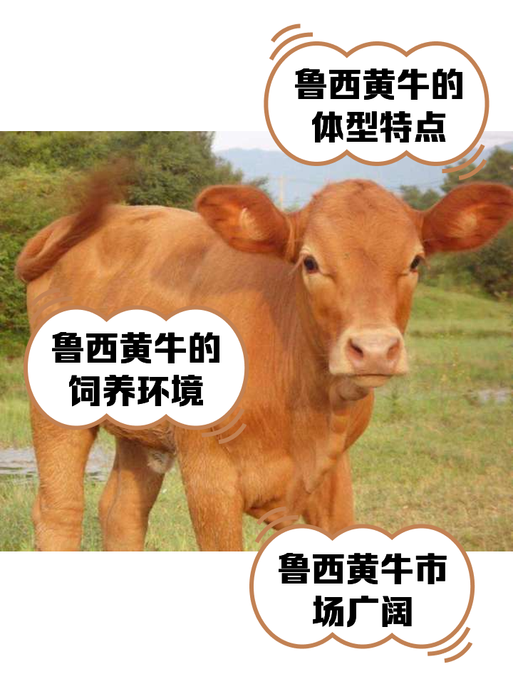 嘉善最新医保取现黄牛方法分析(最方便真实的嘉善医保取现黄牛怎么取方法)